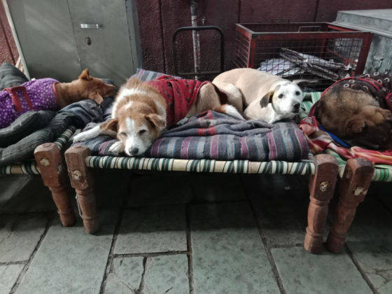 oppo a83 review best selfie phone with face unlock