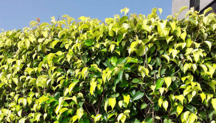 सैमसंग गैलेक्सी जे2 कोर प्राइस स्पेसिफिकेशन और फीचर्स