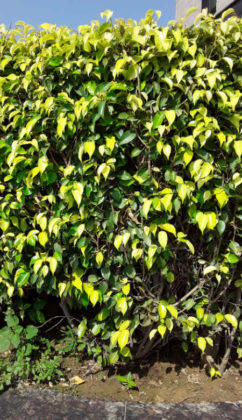 सैमसंग गैलेक्सी जे2 कोर प्राइस स्पेसिफिकेशन और फीचर्स