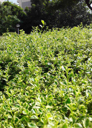 सैमसंग गैलेक्सी जे2 कोर प्राइस स्पेसिफिकेशन और फीचर्स