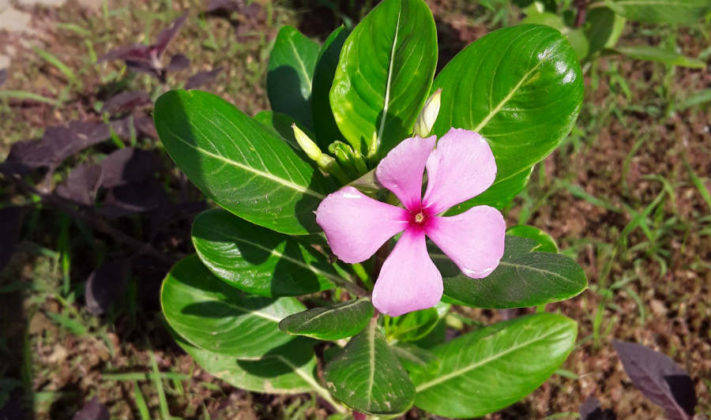 सैमसंग गैलेक्सी जे2 कोर प्राइस स्पेसिफिकेशन और फीचर्स