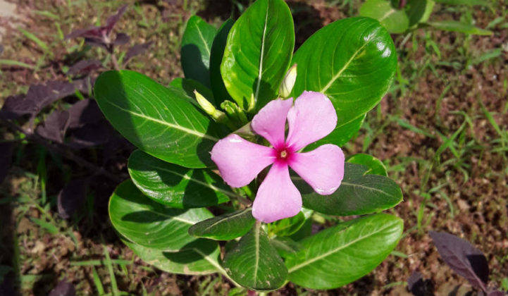 सैमसंग गैलेक्सी जे2 कोर प्राइस स्पेसिफिकेशन और फीचर्स