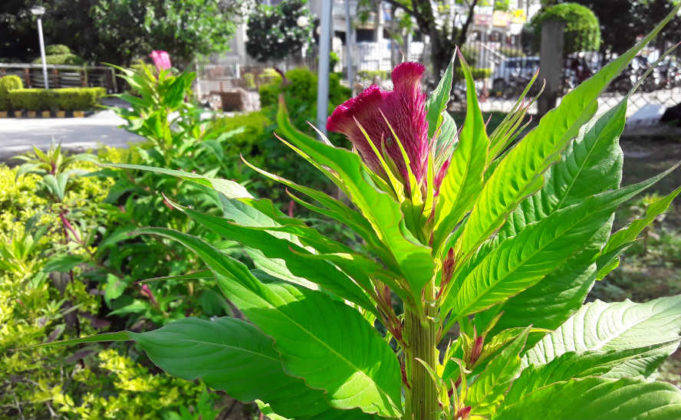 सैमसंग गैलेक्सी जे2 कोर प्राइस स्पेसिफिकेशन और फीचर्स