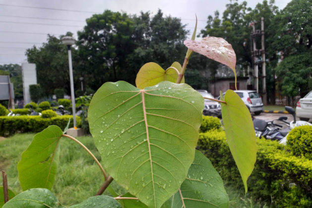 सैमसंग गैलेक्सी जे6 प्लस का प्राइस स्पेसिफिकेशन और फीचर्स हिंदी में