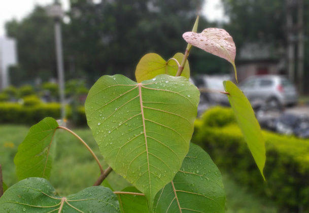 सैमसंग गैलेक्सी जे6 प्लस का प्राइस स्पेसिफिकेशन और फीचर्स हिंदी में