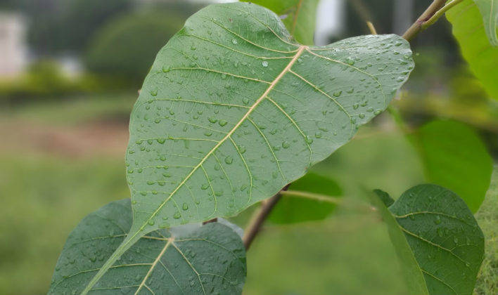 सैमसंग गैलेक्सी जे6 प्लस का प्राइस स्पेसिफिकेशन और फीचर्स हिंदी में