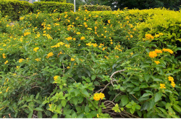 सैमसंग गैलेक्सी जे6 प्लस का प्राइस स्पेसिफिकेशन और फीचर्स हिंदी में