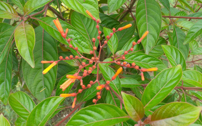 सैमसंग गैलेक्सी जे6 प्लस का प्राइस स्पेसिफिकेशन और फीचर्स हिंदी में