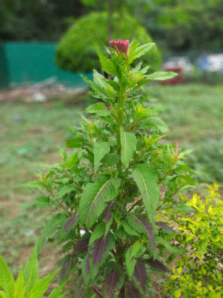 सैमसंग गैलेक्सी जे6 प्लस का प्राइस स्पेसिफिकेशन और फीचर्स हिंदी में