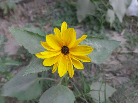 samsung-galaxy-a7-2018-review-in-hindi