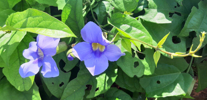 samsung-galaxy-a7-2018-review-in-hindi