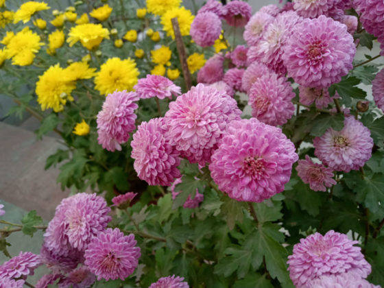 top-features-of-realme-u1-in-hindi