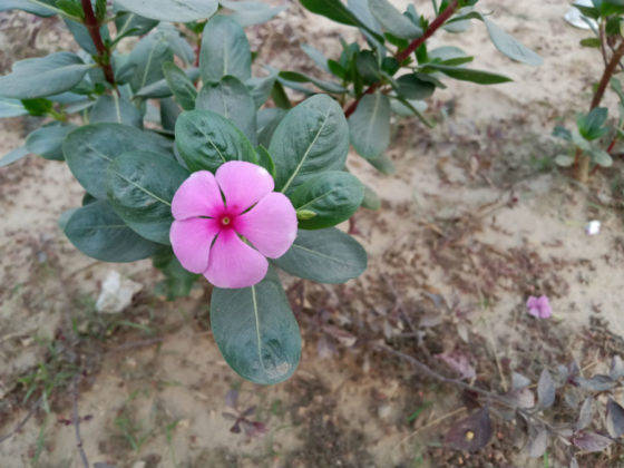 top-features-of-realme-u1-in-hindi