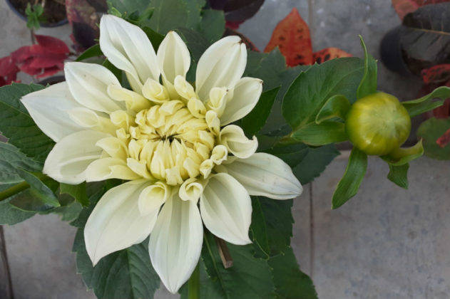 samsung-galaxy-m20-review-in-hindi