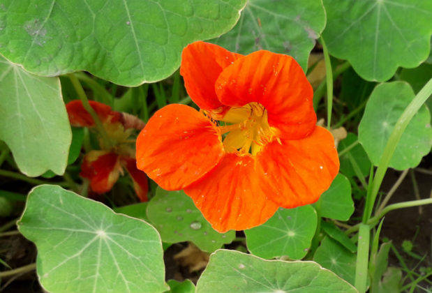 samsung-galaxy-m10-review-in-hindi