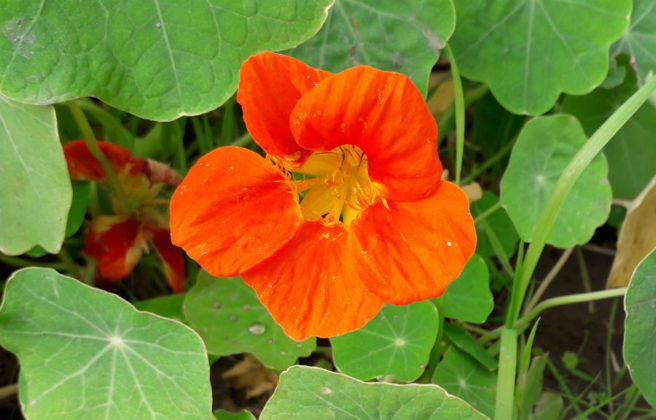 samsung-galaxy-m10-review-in-hindi