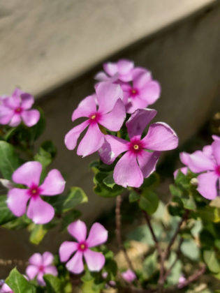 samsung-galaxy-a70-review-in-hindi