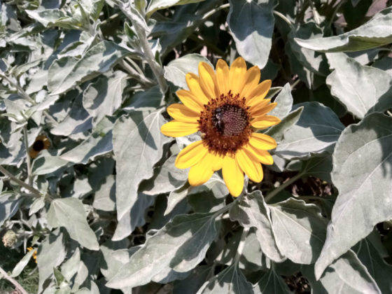 nokia 2.2 review in hindi