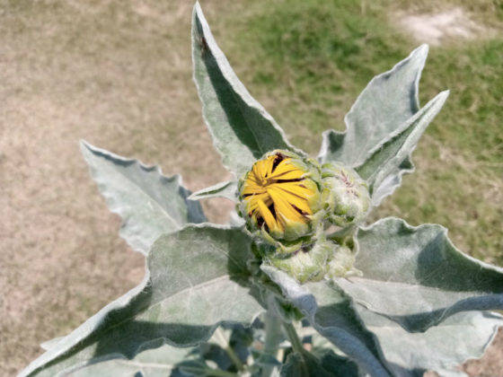 nokia 2.2 review in hindi