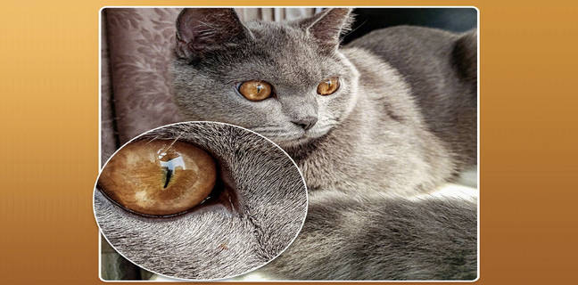 Xiaomi ने पेश की 64-मेगापिक्सल वाली फोटो, 4 सेंसर के साथ आएगा यह अनूठा फोन, Realme छूटेगा पीछे xiaomi 64mp camera phone quad rear sensor weibo tease