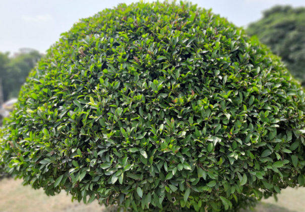 samsung-galaxy-m30s-review-in-hindi