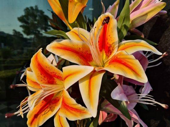 Redmi Note 7 Pro fire blast in gurugram Xiaomi gave new phone and bag to user to dismiss the case