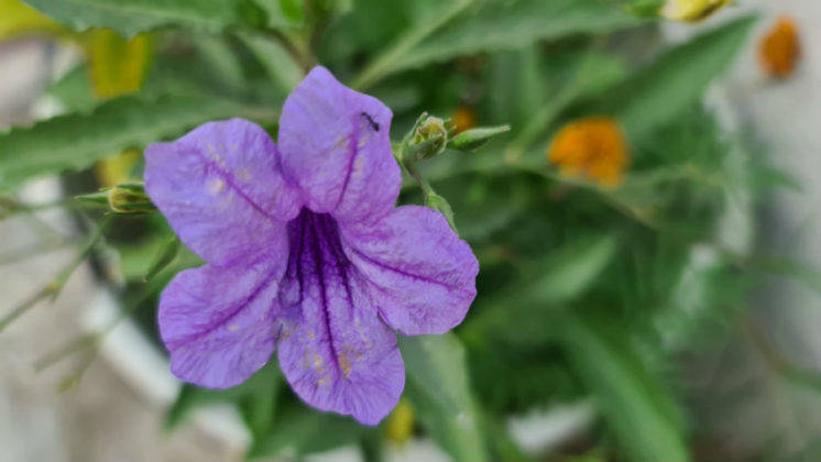 samsung-galaxy-s20-ultra-review-in-hindi