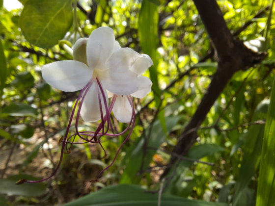 samsung-galaxy-m31s-review-in-hindi