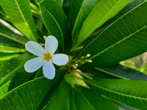 samsung-galaxy-m31s-review-in-hindi