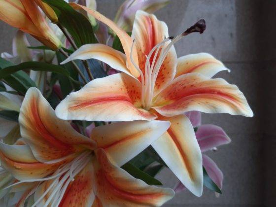 samsung-galaxy-f41-review-in-hindi