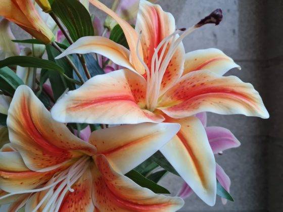 samsung-galaxy-s20-fe-review-in-hindi