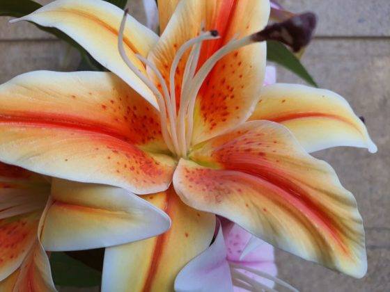 samsung-galaxy-f62-review-in-hindi