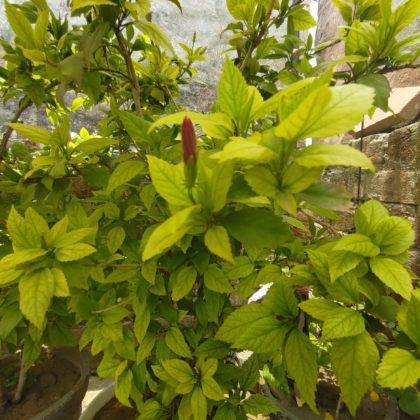 asus-rog-phone-5-review-in-hindi