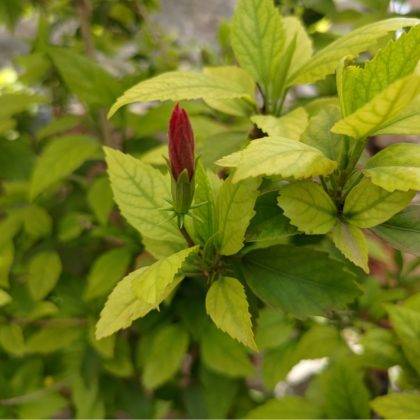 asus-rog-phone-5-review-in-hindi