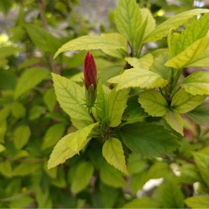 asus-rog-phone-5-review-in-hindi