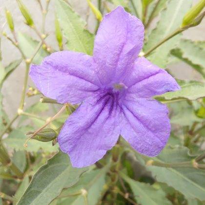 asus-rog-phone-5-review-in-hindi