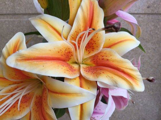 samsung-galaxy-z-fold-3-review in hindi