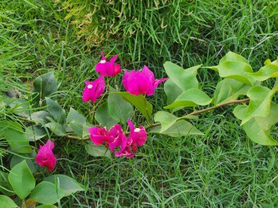 samsung-galaxy-s22-and-s22-plus-review-in-hindi