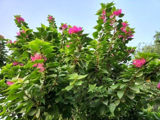 samsung-galaxy-s22-and-s22-plus-review-in-hindi