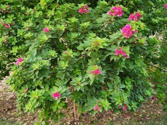 samsung-galaxy-s22-and-s22-plus-review-in-hindi