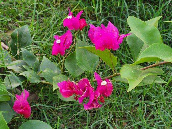 samsung-galaxy-s22-and-s22-plus-review-in-hindi