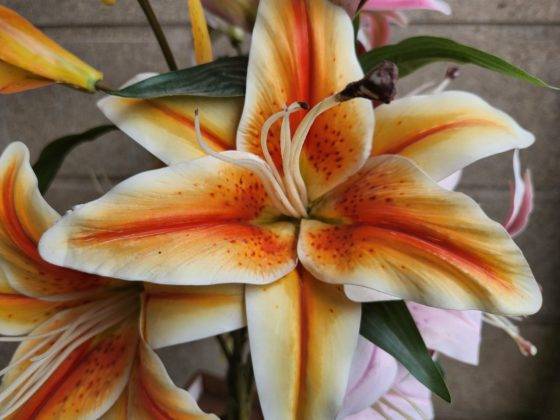 samsung-galaxy-z-fold-4-review-in-hindi