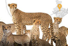 cheetah kuno national park update in hindi