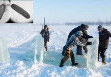 Corona के बाद सामने आया Zombie Virus! 48000 साल से दबा था बर्फ के नीचे, क्या यही है अंत की शुरूआत? zombie virus siberian permafrost revived