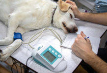 डॉक्टरों को पता नहीं चल रही थी बीमारी, ChatGPT ने बचाई कुत्ते की जान