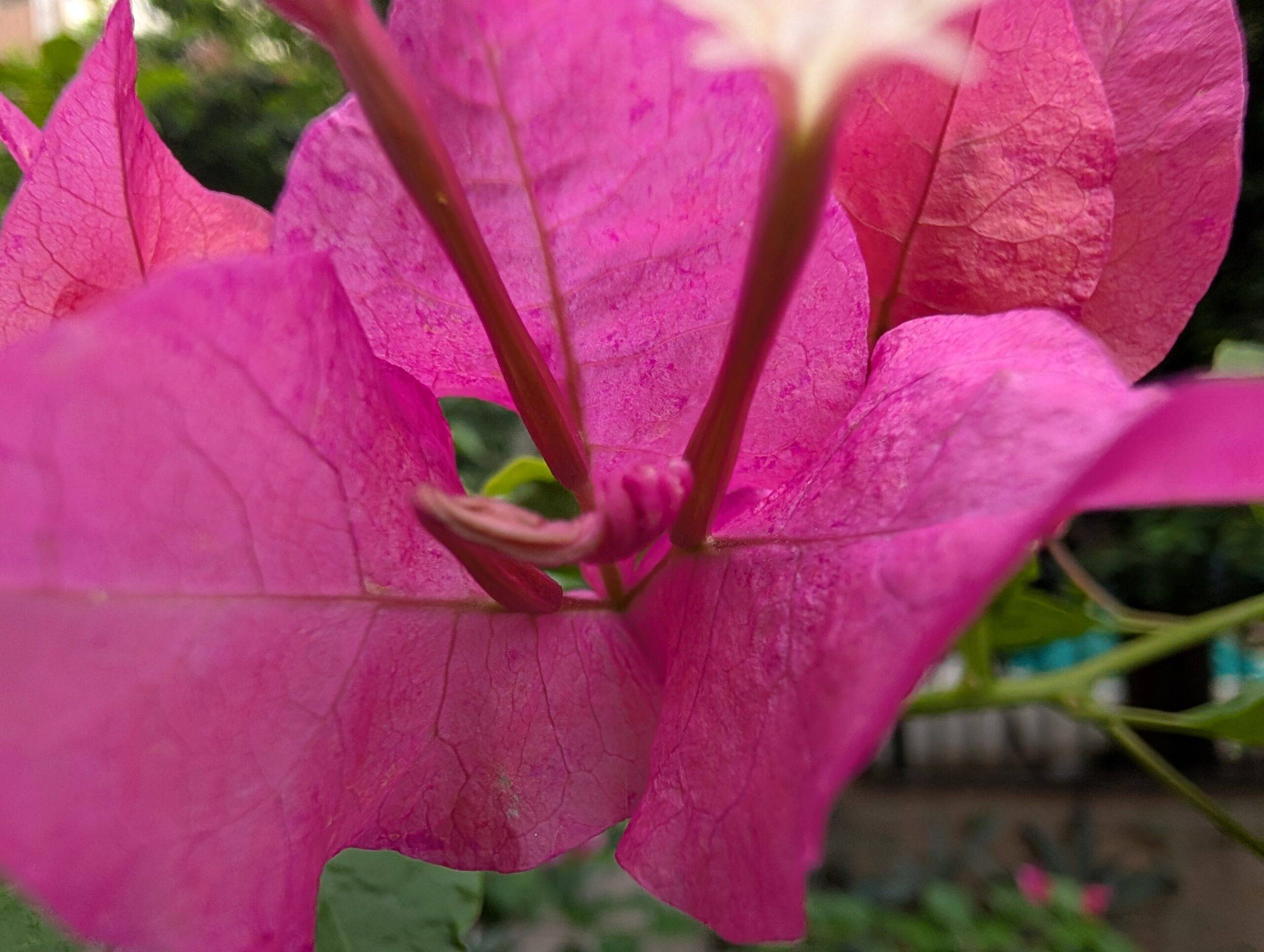 google-pixel-9-pro-xl-macro