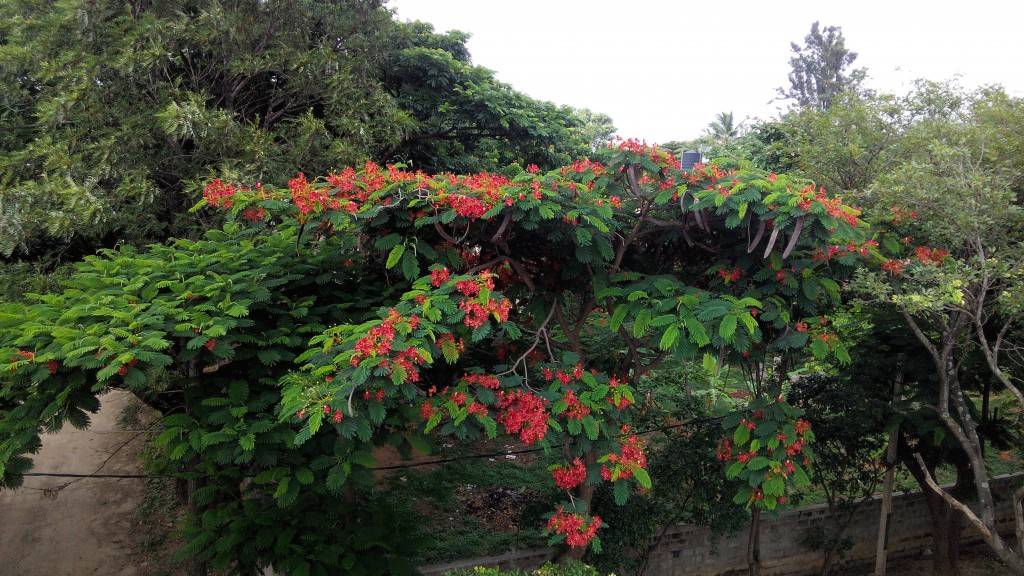Lava Iris 504Q+ camera quality_long shot