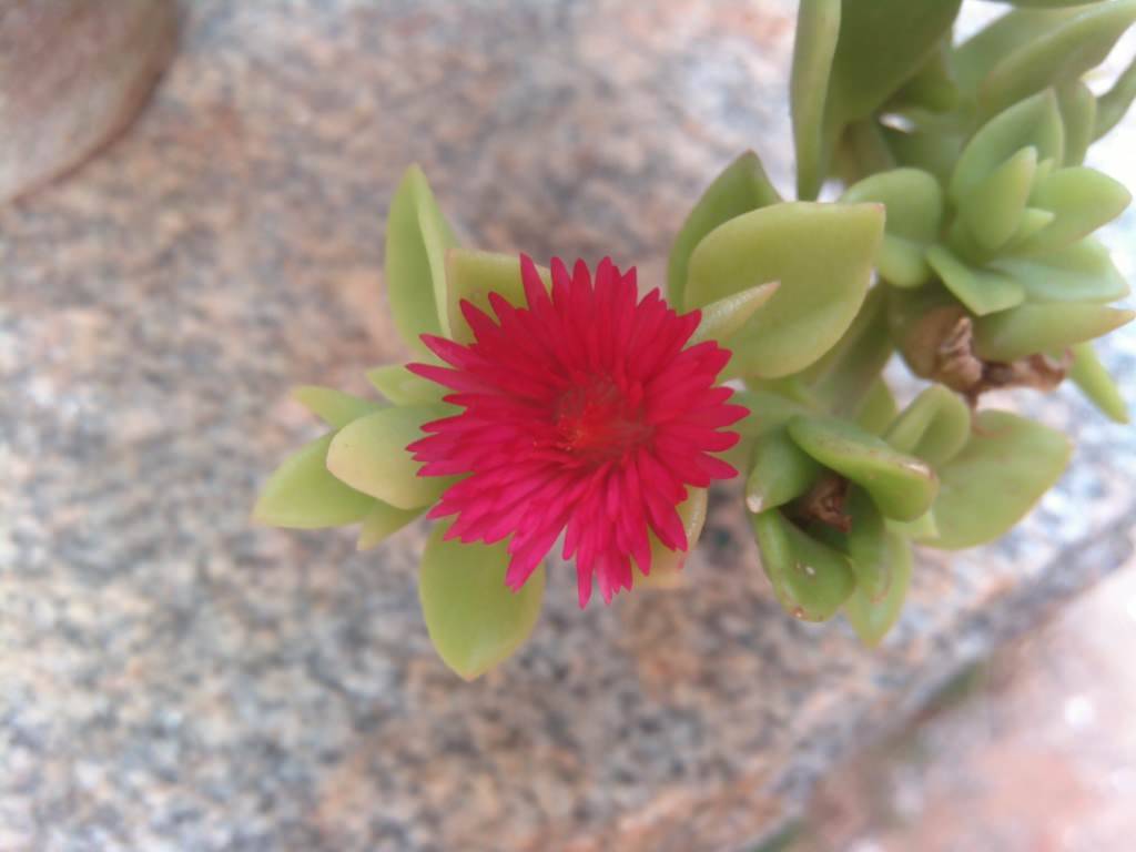 Lava Iris X1_ close up