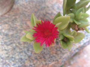 Lava Iris X1_ image sample_1