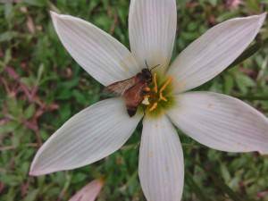 Lava Iris X1_ image sample_6